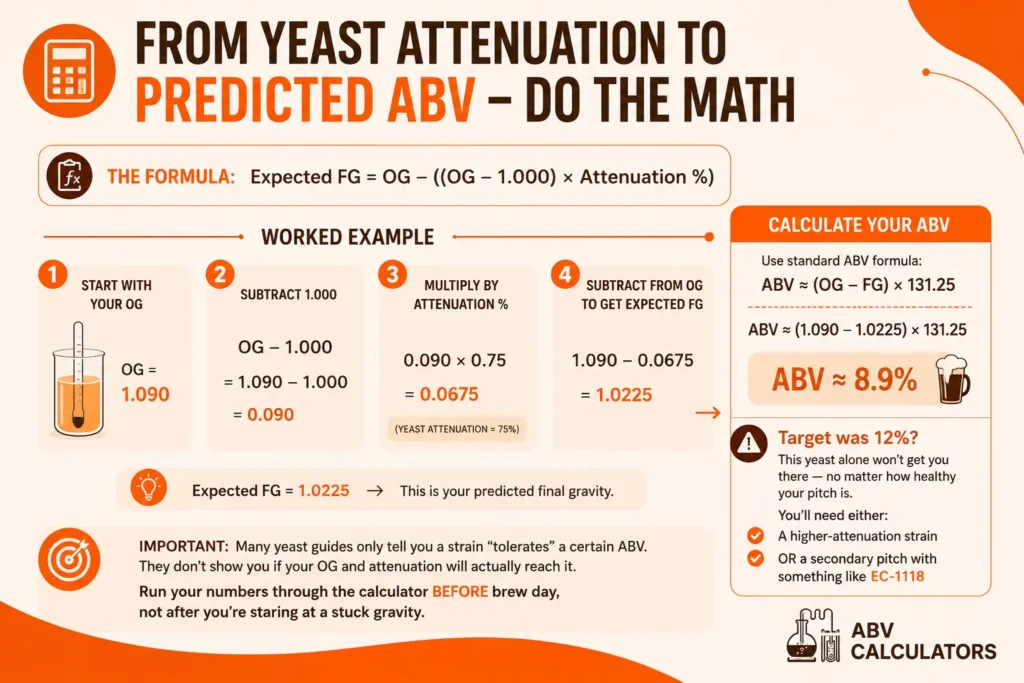 From Yeast Attenuation to Predicted ABV, Do the Math